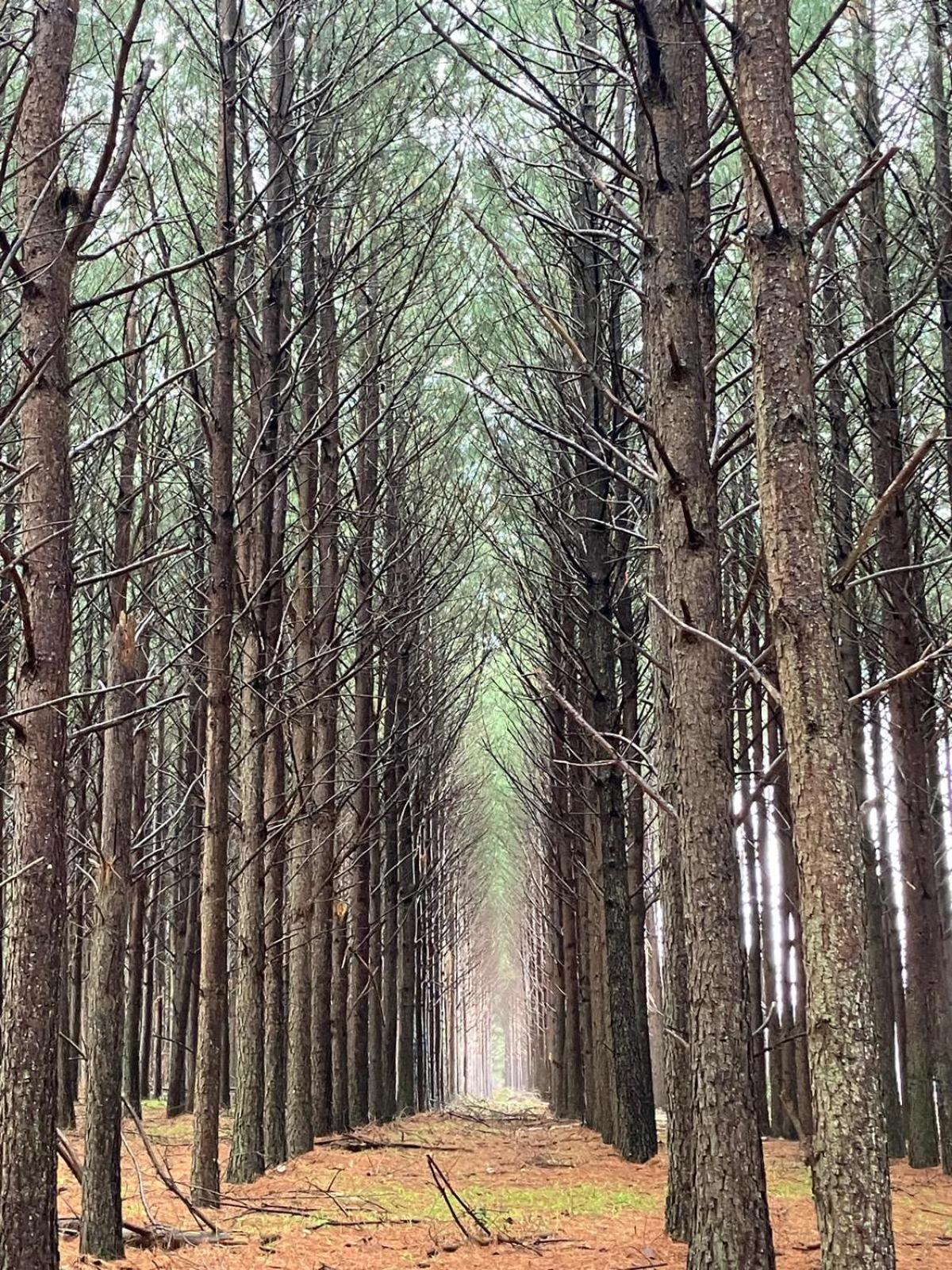 Вілла Pinos De La Quebrada Quebrada de los Cuervos Екстер'єр фото